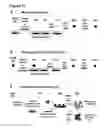 Fig. 16 - METHODS FOR GENERATING HEPATOCYTES AND CHOLANGIOCYTES FROM PLURIPOTENT STEM CELLS