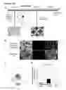 Fig. 17 - METHODS FOR GENERATING HEPATOCYTES AND CHOLANGIOCYTES FROM PLURIPOTENT STEM CELLS