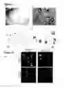 Fig. 22 - METHODS FOR GENERATING HEPATOCYTES AND CHOLANGIOCYTES FROM PLURIPOTENT STEM CELLS
