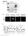 Fig. 24 - METHODS FOR GENERATING HEPATOCYTES AND CHOLANGIOCYTES FROM PLURIPOTENT STEM CELLS