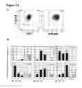 Fig. 27 - METHODS FOR GENERATING HEPATOCYTES AND CHOLANGIOCYTES FROM PLURIPOTENT STEM CELLS