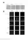 Fig. 02 - COMPOSITION FOR EX VIVO CULTURING OF A CORNEAL ENDOTHELIAL CELL AND A METHOD FOR USING THE COMPOSITION