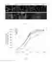 Fig. 03 - COMPOSITION FOR EX VIVO CULTURING OF A CORNEAL ENDOTHELIAL CELL AND A METHOD FOR USING THE COMPOSITION