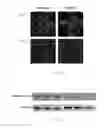 Fig. 04 - COMPOSITION FOR EX VIVO CULTURING OF A CORNEAL ENDOTHELIAL CELL AND A METHOD FOR USING THE COMPOSITION