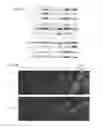 Fig. 06 - Bioengineered liver constructs and methods relating thereto