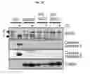 Fig. 03 - Method for suppressing teratoma formation via selective cell death induction in undifferentiated human-induced pluripotent stem cells