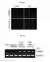Fig. 07 - Method for suppressing teratoma formation via selective cell death induction in undifferentiated human-induced pluripotent stem cells