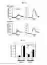 Fig. 08 - Method for suppressing teratoma formation via selective cell death induction in undifferentiated human-induced pluripotent stem cells