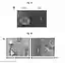 Fig. 09 - Method for suppressing teratoma formation via selective cell death induction in undifferentiated human-induced pluripotent stem cells