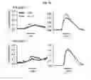 Fig. 13 - Method for suppressing teratoma formation via selective cell death induction in undifferentiated human-induced pluripotent stem cells