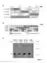 Fig. 04 - Adeno-associated-virus Rep sequences, vectors and viruses