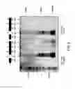 Fig. 09 - Method, substrate and device for separating nucleic acids