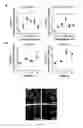 Fig. 10 - METHODS AND COMPOSITIONS FOR MANAGING VASCULAR CONDITIONS