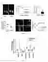 Fig. 15 - METHODS AND COMPOSITIONS FOR MANAGING VASCULAR CONDITIONS