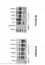 Fig. 09 - Antisense oligonucleotides for inducing exon skipping and methods of use thereof