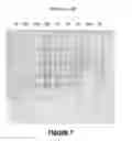Fig. 08 - Antisense oligonucleotides for inducing exon skipping and methods of use thereof