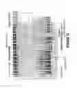 Fig. 23 - Antisense oligonucleotides for inducing exon skipping and methods of use thereof