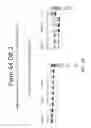 Fig. 24 - Multiple exon skipping compositions for DMD