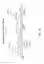Fig. 10 - Multiple exon skipping compositions for DMD