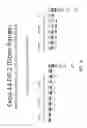 Fig. 23 - Multiple exon skipping compositions for DMD