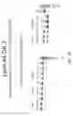 Fig. 24 - Multiple exon skipping compositions for DMD