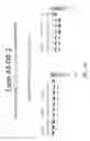 Fig. 25 - Multiple exon skipping compositions for DMD