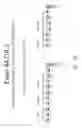 Fig. 27 - Multiple exon skipping compositions for DMD