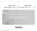 Fig. 04 - ANTISENSE OLIGONUCLEOTIDES FOR INDUCING EXON SKIPPING AND METHODS OF USE THEREOF