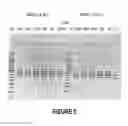 Fig. 06 - ANTISENSE OLIGONUCLEOTIDES FOR INDUCING EXON SKIPPING AND METHODS OF USE THEREOF