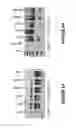 Fig. 09 - ANTISENSE OLIGONUCLEOTIDES FOR INDUCING EXON SKIPPING AND METHODS OF USE THEREOF