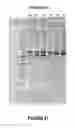 Fig. 22 - ANTISENSE OLIGONUCLEOTIDES FOR INDUCING EXON SKIPPING AND METHODS OF USE THEREOF