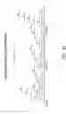 Fig. 12 - Multiple exon skipping compositions for DMD