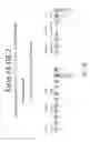 Fig. 37 - Multiple exon skipping compositions for DMD