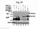 Fig. 04 - Compositions And Methods To Enhance Protein Expression