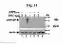 Fig. 06 - Compositions And Methods To Enhance Protein Expression
