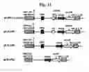 Fig. 08 - Compositions And Methods To Enhance Protein Expression