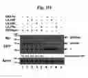 Fig. 10 - Compositions And Methods To Enhance Protein Expression