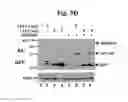 Fig. 16 - Compositions And Methods To Enhance Protein Expression