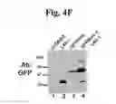 Fig. 22 - Compositions And Methods To Enhance Protein Expression