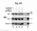 Fig. 28 - Compositions And Methods To Enhance Protein Expression