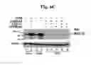 Fig. 29 - Compositions And Methods To Enhance Protein Expression