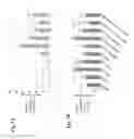 Fig. 30 - Compositions And Methods To Enhance Protein Expression