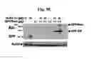 Fig. 35 - Compositions And Methods To Enhance Protein Expression