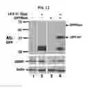 Fig. 40 - Compositions And Methods To Enhance Protein Expression
