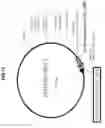 Fig. 45 - Compositions And Methods To Enhance Protein Expression