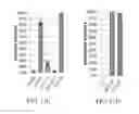Fig. 18 - TNT cloning system