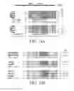 Fig. 27 - TNT cloning system