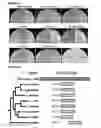 Fig. 02 - Pan-yeast autonomously replicating sequence