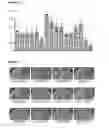Fig. 03 - Pan-yeast autonomously replicating sequence