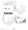 Fig. 02 - Enhanced triacylglycerol accumulation in vegetative tissues of plants